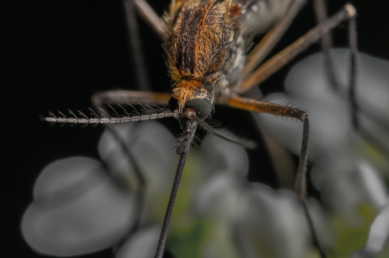 mosquito foto de cerca